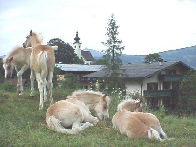 Torrenerhof Golling an der Salzach